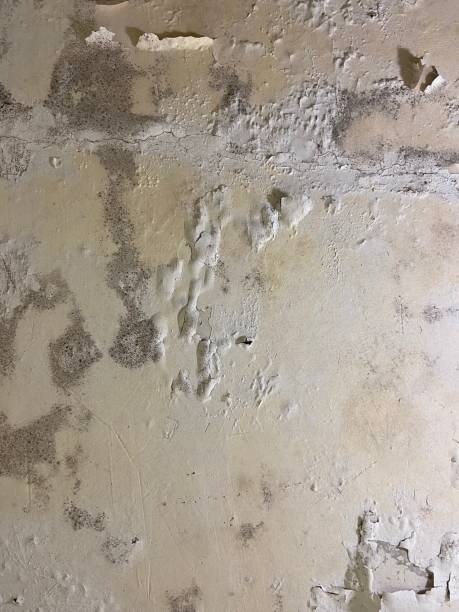Best Black Mold Removal  in Ralston, NE