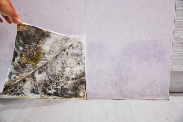 Best Commercial Mold Removal  in Ralston, NE